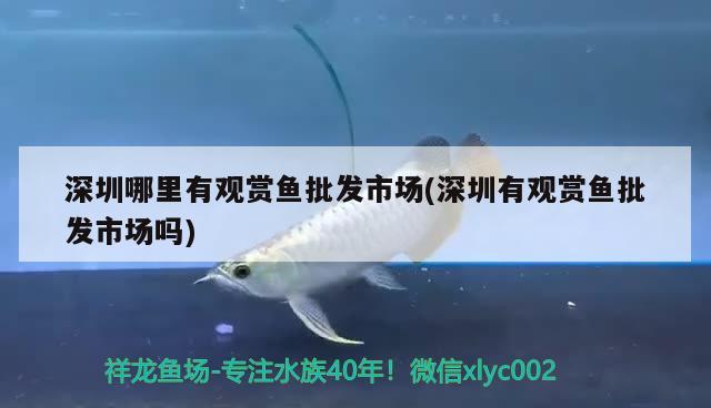 深圳哪里有觀賞魚批發(fā)市場(深圳有觀賞魚批發(fā)市場嗎) 觀賞魚批發(fā)