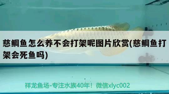 慈鯛魚怎么養(yǎng)不會打架呢圖片欣賞(慈鯛魚打架會死魚嗎)