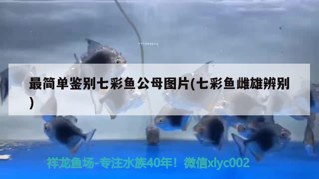 最簡單鑒別七彩魚公母圖片(七彩魚雌雄辨別) 養(yǎng)魚知識