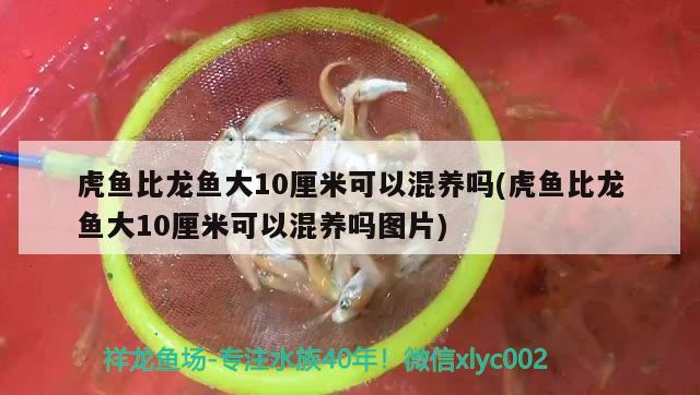 虎魚比龍魚大10厘米可以混養(yǎng)嗎(虎魚比龍魚大10厘米可以混養(yǎng)嗎圖片) 虎魚百科