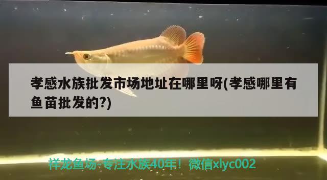 孝感水族批發(fā)市場地址在哪里呀(孝感哪里有魚苗批發(fā)的？) 觀賞魚水族批發(fā)市場