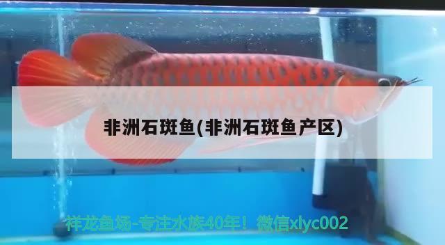 非洲石斑魚(非洲石斑魚產區(qū)) 綠皮辣椒小紅龍