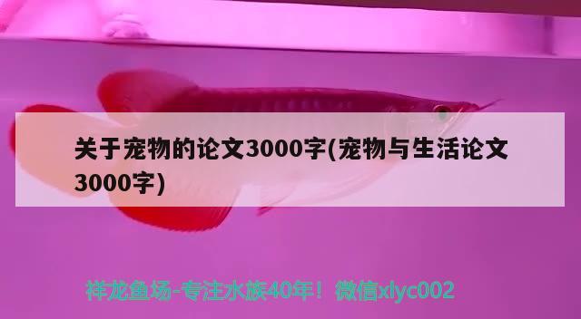 關(guān)于寵物的論文3000字(寵物與生活論文3000字) 福滿鉆魚