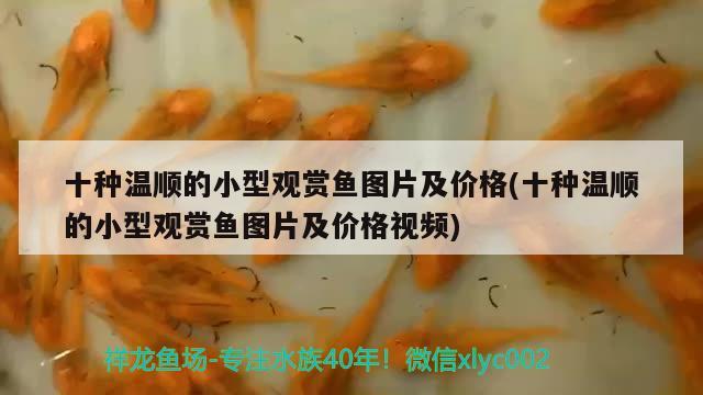 十種溫順的小型觀賞魚圖片及價(jià)格(十種溫順的小型觀賞魚圖片及價(jià)格視頻) 小型觀賞魚