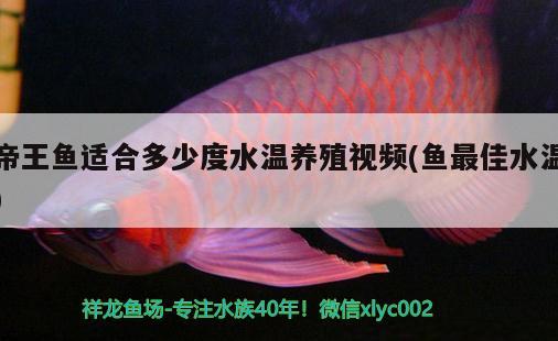 帝王魚適合多少度水溫養(yǎng)殖視頻(魚最佳水溫)