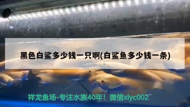 黑色白鯊多少錢一只啊(白鯊魚多少錢一條)