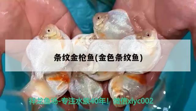 條紋金槍魚(yú)(金色條紋魚(yú)) 觀賞魚(yú)市場(chǎng)