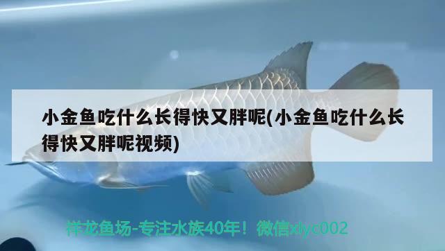 小金魚吃什么長得快又胖呢(小金魚吃什么長得快又胖呢視頻) 白子銀龍苗（黃化銀龍苗）