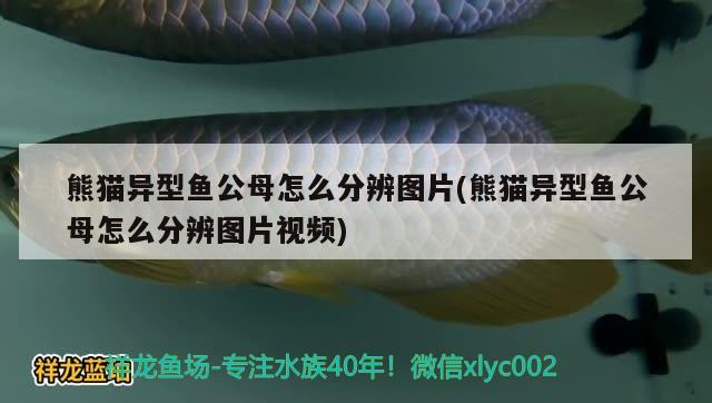 熊貓異型魚公母怎么分辨圖片(熊貓異型魚公母怎么分辨圖片視頻)