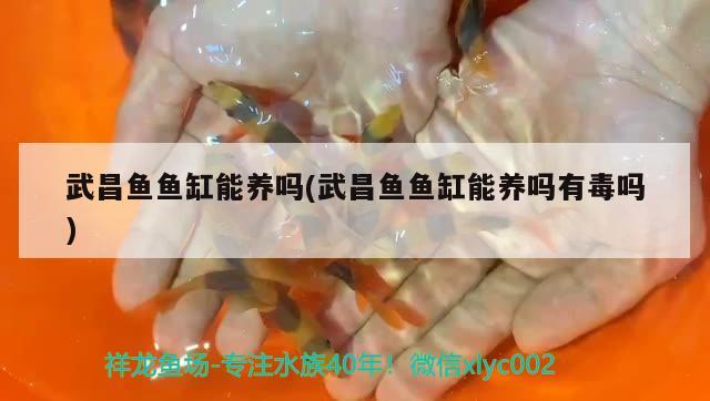 武昌魚魚缸能養(yǎng)嗎(武昌魚魚缸能養(yǎng)嗎有毒嗎) 觀賞魚魚苗