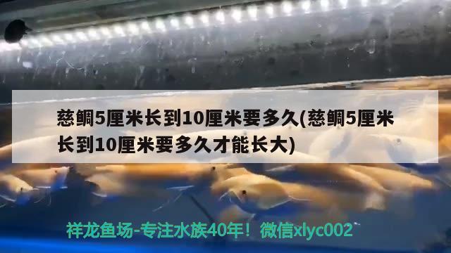 慈鯛5厘米長(zhǎng)到10厘米要多久(慈鯛5厘米長(zhǎng)到10厘米要多久才能長(zhǎng)大)