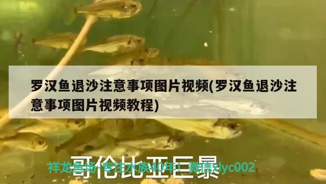 羅漢魚退沙注意事項圖片視頻(羅漢魚退沙注意事項圖片視頻教程) 羅漢魚