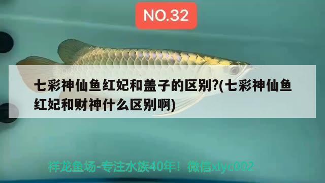 七彩神仙魚紅妃和蓋子的區(qū)別？(七彩神仙魚紅妃和財(cái)神什么區(qū)別啊) 七彩神仙魚