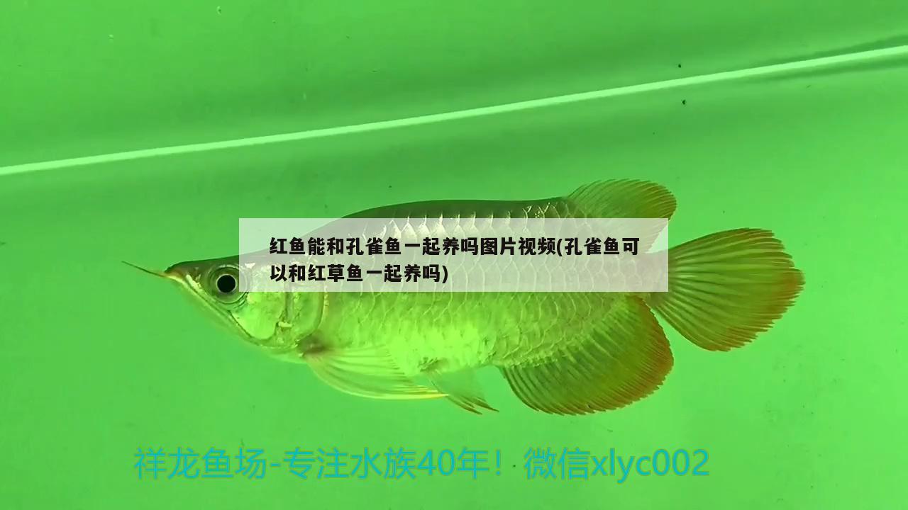 紅魚(yú)能和孔雀魚(yú)一起養(yǎng)嗎圖片視頻(孔雀魚(yú)可以和紅草魚(yú)一起養(yǎng)嗎)