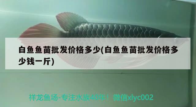 白魚魚苗批發(fā)價(jià)格多少(白魚魚苗批發(fā)價(jià)格多少錢一斤) 觀賞魚魚苗