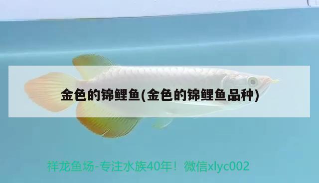 金色的錦鯉魚(金色的錦鯉魚品種) 泰龐海鰱魚