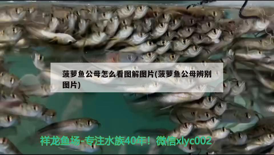 菠蘿魚公母怎么看圖解圖片(菠蘿魚公母辨別圖片)