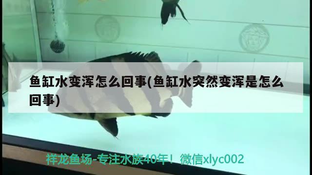 魚缸水變渾怎么回事(魚缸水突然變渾是怎么回事) 過背金龍魚