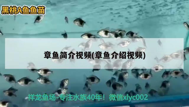 章魚簡介視頻(章魚介紹視頻) 白子球鯊魚