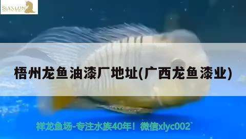 梧州龍魚油漆廠地址(廣西龍魚漆業(yè))