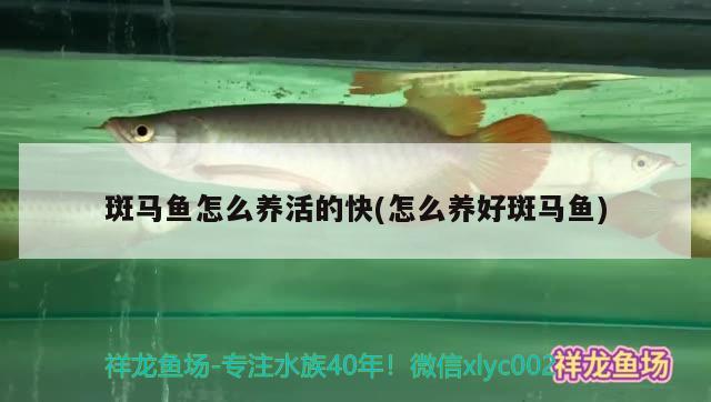 斑馬魚怎么養(yǎng)活的快(怎么養(yǎng)好斑馬魚) 蝴蝶鯉