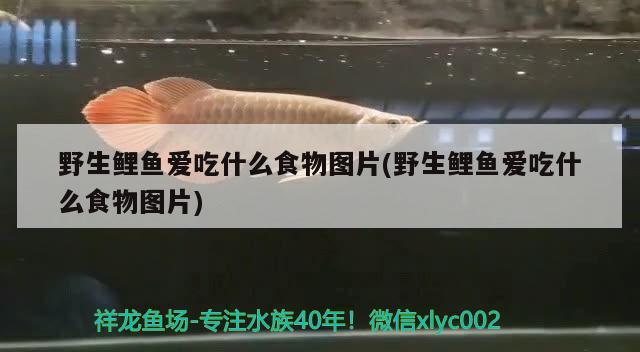 野生鯉魚愛吃什么食物圖片(野生鯉魚愛吃什么食物圖片) 野生地圖魚