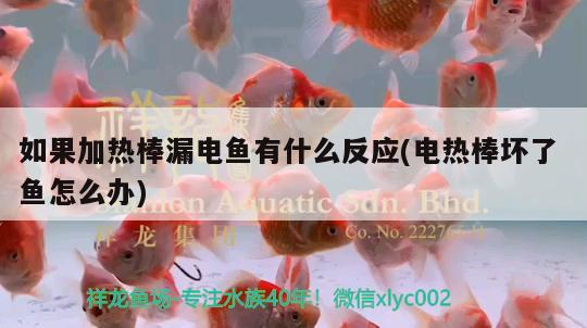 如果加熱棒漏電魚有什么反應(電熱棒壞了魚怎么辦) 馬拉莫寶石魚