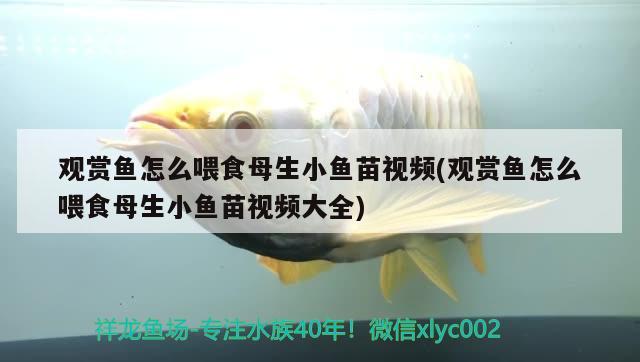 觀賞魚怎么喂食母生小魚苗視頻(觀賞魚怎么喂食母生小魚苗視頻大全) 觀賞魚進(jìn)出口