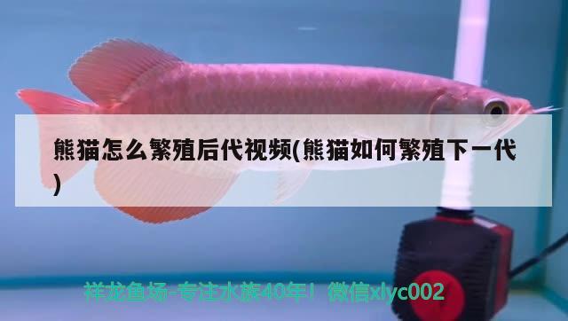 熊貓怎么繁殖后代視頻(熊貓如何繁殖下一代) 金龍魚百科