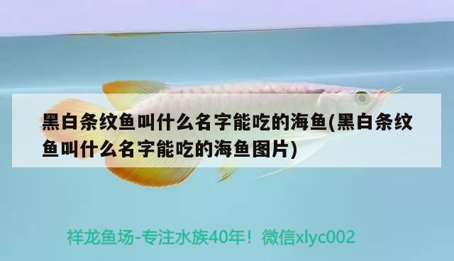 黑白條紋魚叫什么名字能吃的海魚(黑白條紋魚叫什么名字能吃的海魚圖片) 龍魚疾病與治療