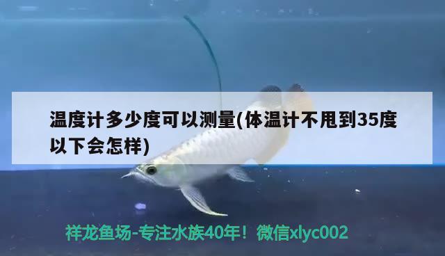 溫度計多少度可以測量(體溫計不甩到35度以下會怎樣) 黃金斑馬魚