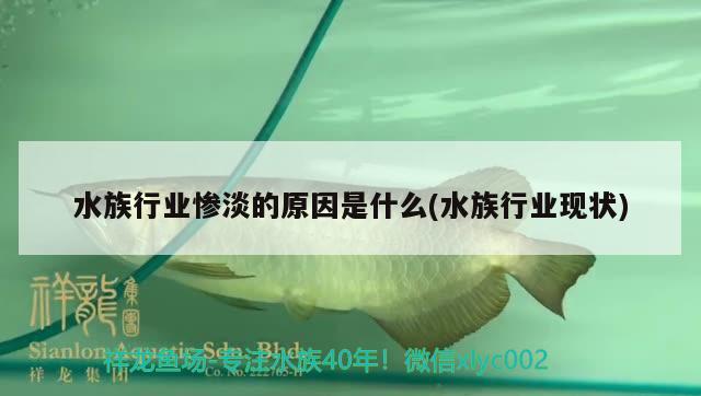 水族行業(yè)慘淡的原因是什么(水族行業(yè)現(xiàn)狀) 噴點(diǎn)菠蘿魚