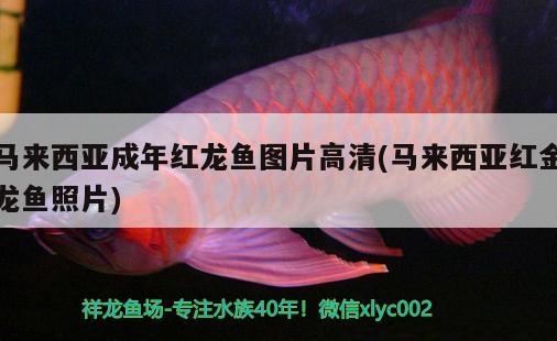 馬來西亞成年紅龍魚圖片高清(馬來西亞紅金龍魚照片)