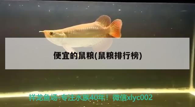 便宜的鼠糧(鼠糧排行榜) 養(yǎng)魚(yú)知識(shí)