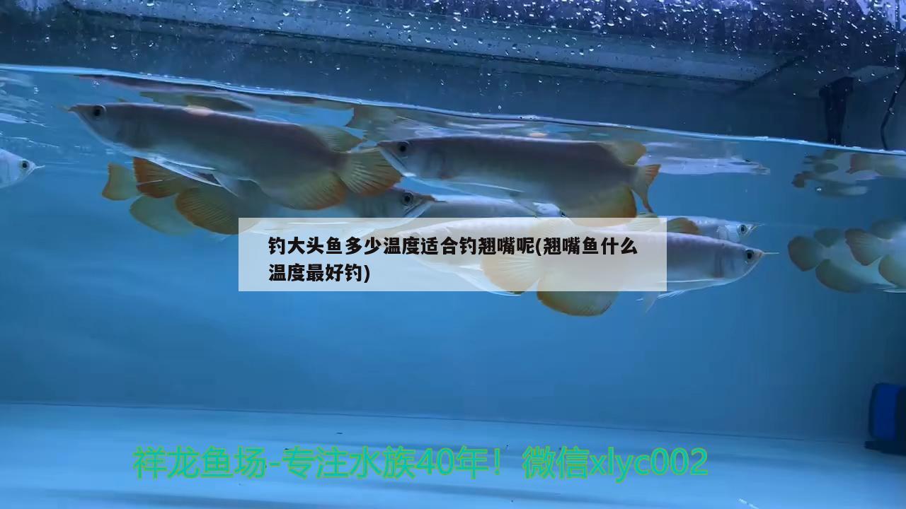 釣大頭魚多少溫度適合釣翹嘴呢(翹嘴魚什么溫度最好釣) 垂釣樂園