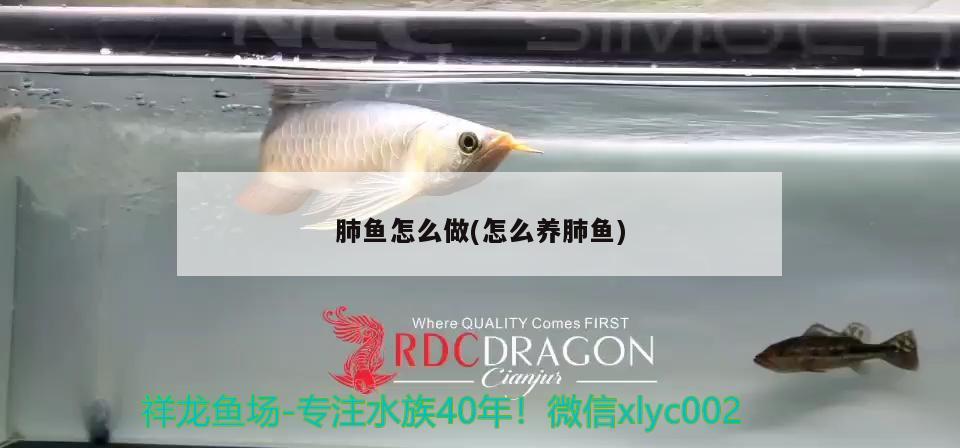 肺魚怎么做(怎么養(yǎng)肺魚) 肺魚 第2張