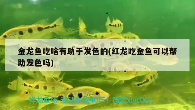 金龍魚吃啥有助于發(fā)色的(紅龍吃金魚可以幫助發(fā)色嗎) 粗線銀版魚苗