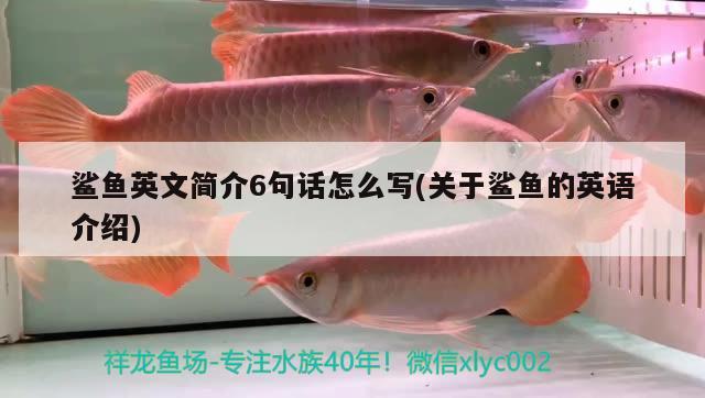 鯊魚(yú)英文簡(jiǎn)介6句話怎么寫(xiě)(關(guān)于鯊魚(yú)的英語(yǔ)介紹) 魚(yú)缸水質(zhì)穩(wěn)定劑