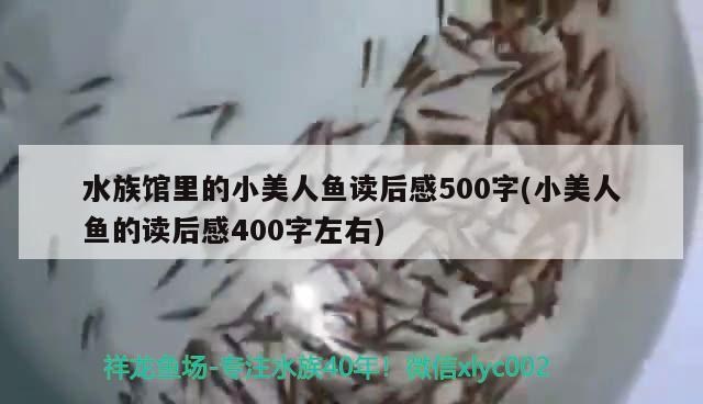 水族館里的小美人魚讀后感500字(小美人魚的讀后感400字左右) 白玉紅龍魚