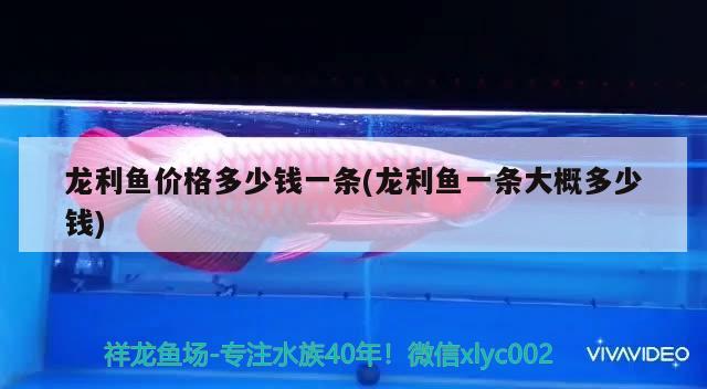 龍利魚價格多少錢一條(龍利魚一條大概多少錢) 廣州水族器材濾材批發(fā)市場