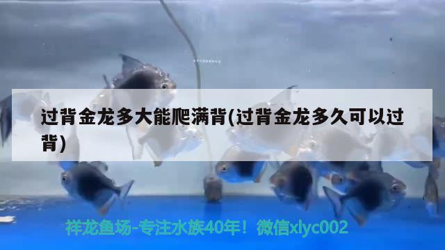 過背金龍多大能爬滿背(過背金龍多久可以過背) 雙線側(cè)魚