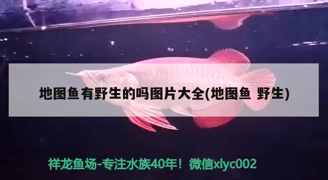 地圖魚有野生的嗎圖片大全(地圖魚野生) 羽毛刀魚苗