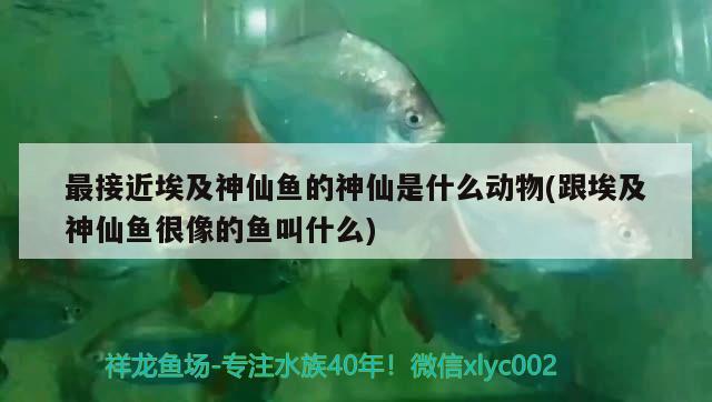 最接近埃及神仙魚(yú)的神仙是什么動(dòng)物(跟埃及神仙魚(yú)很像的魚(yú)叫什么) 埃及神仙魚(yú)