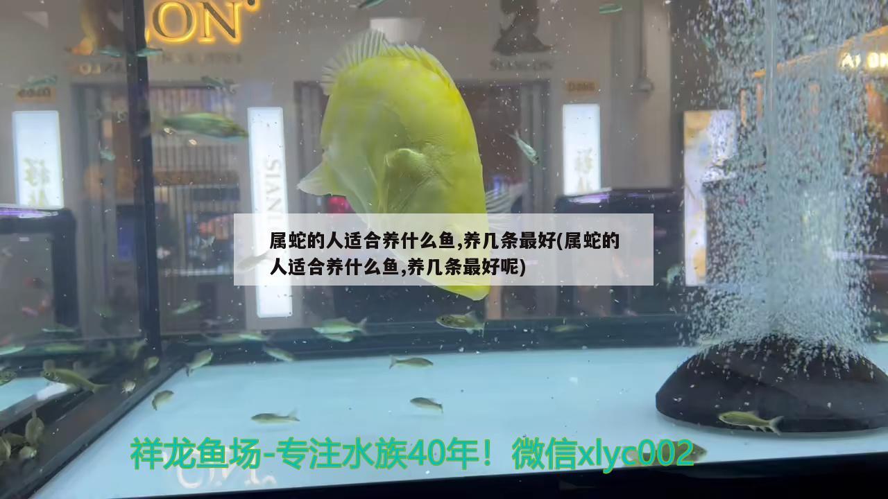 屬蛇的人適合養(yǎng)什么魚,養(yǎng)幾條最好(屬蛇的人適合養(yǎng)什么魚,養(yǎng)幾條最好呢) 雙線側魚