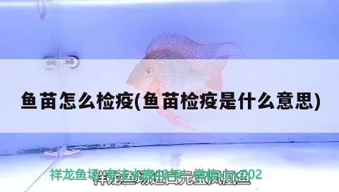 魚苗怎么檢疫(魚苗檢疫是什么意思) 玫瑰銀版魚