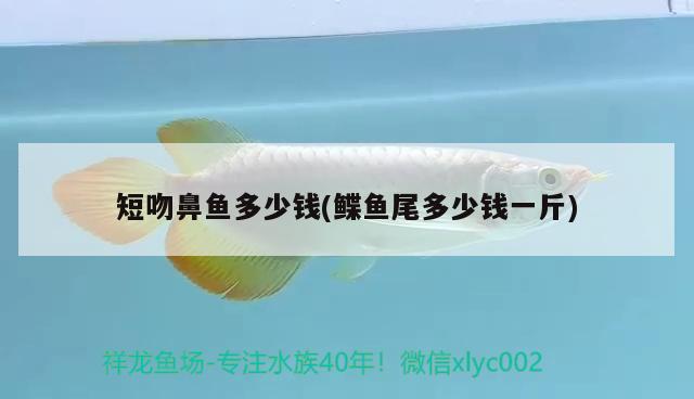 短吻鼻魚多少錢(鰈魚尾多少錢一斤)