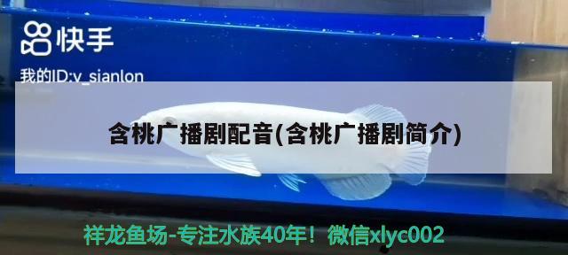 含桃廣播劇配音(含桃廣播劇簡介) 彩鰈魚缸（彩蝶魚缸） 第3張