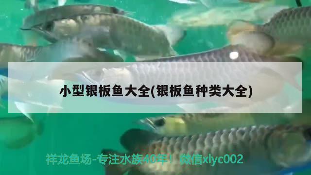 小型銀板魚大全(銀板魚種類大全) 元寶鳳凰魚