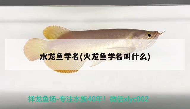 水龍魚學(xué)名(火龍魚學(xué)名叫什么) 生態(tài)瓶/創(chuàng)意缸/桌面微景缸