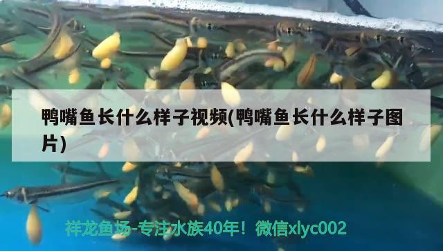 鴨嘴魚長什么樣子視頻(鴨嘴魚長什么樣子圖片)